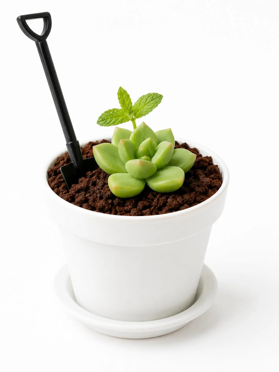White Chocolate Matcha Garden Pot Dessert